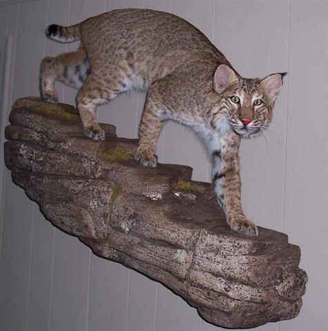 Lets See Your Bobcat Mounts - Trapperman.com Forums