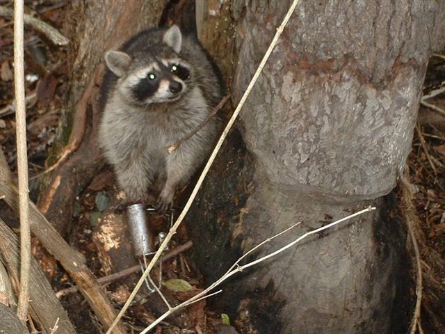 Coon Sets