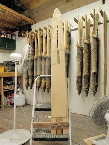 Bobcats - How do I get a Bobcat to Commit to Cages 