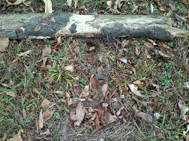 a dirt hole