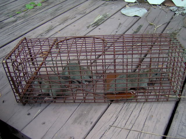 downloadable roof rats game downloadable roof rats game