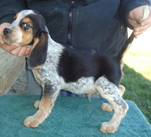 beagle puppies virginia teacup beagles for sale in virginia breeds picture beagle puppies virginia teacup beagles for sale in virginia breeds picture