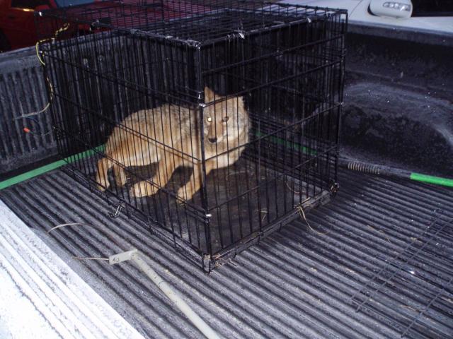 tractor supply cages live market coyote trappers trapper talk trapperman forums tractor supply cages live market coyote trappers trapper talk trapperman forums