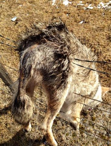 what does mange look like on a what does mange look like trapping only trapperman forums what does mange look like on a what does mange look like trapping only trapperman forums