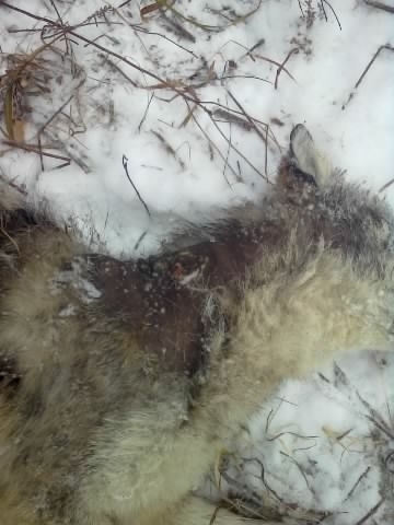 what does mange look like on a what does mange look like trapping only trapperman forums what does mange look like on a what does mange look like trapping only trapperman forums
