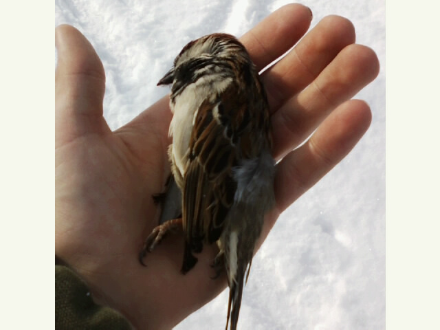 full-31589-200555-house_sparrow_3.jpg
