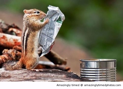 Chipmunk trap hot sale