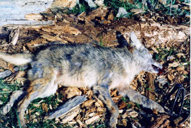 1 Dozen 12 Stop Shock Springs Traps Trapping Coyote Bobcat Fox 