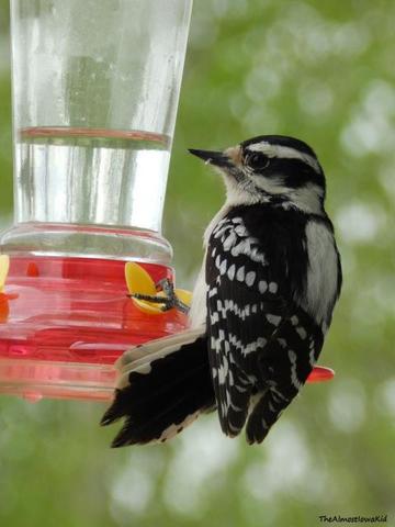 unexpected hummingbird feeder visitor trapper talk unexpected hummingbird feeder visitor trapper talk