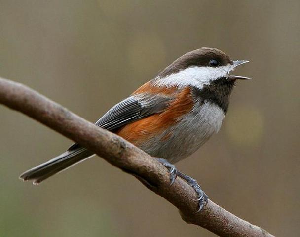chickadees and birdhouses trapper talk trapperman com chickadees and birdhouses trapper talk trapperman com