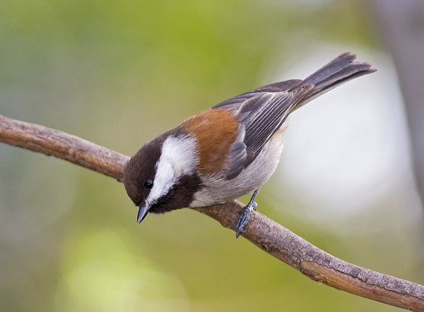 chickadees and birdhouses trapper talk trapperman com chickadees and birdhouses trapper talk trapperman com