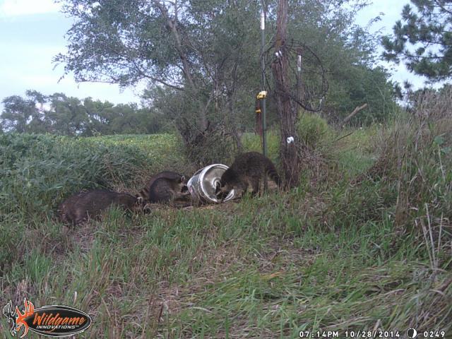 Baiting Coons Updated 1 16 14 Catch Trapperman Forums