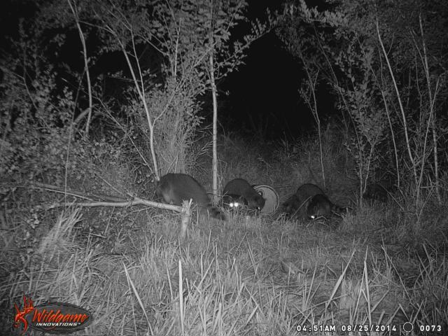 Baiting Coons Updated 1 16 14 Catch Trapperman Forums