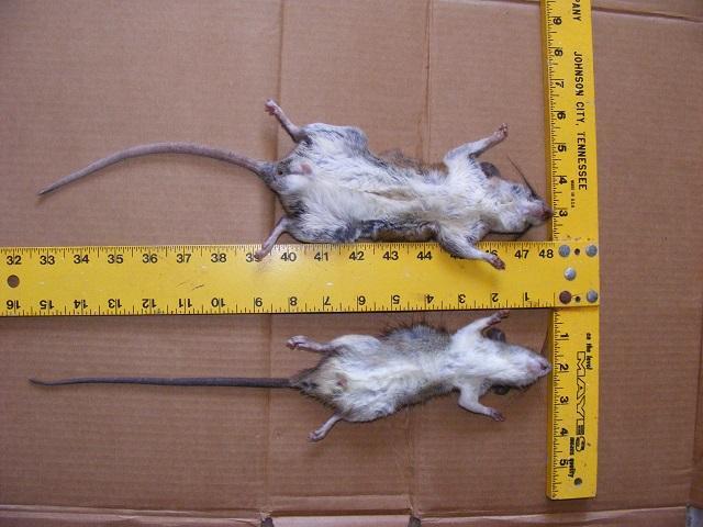 http://www.trapperman.com/forum/attachments/usergals/2015/01/full-133-256464-wood_roof_rat_2.jpg