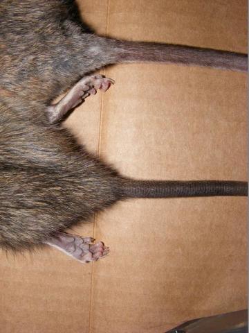 http://www.trapperman.com/forum/attachments/usergals/2015/01/full-133-256465-wood_roof_rat_3.jpg