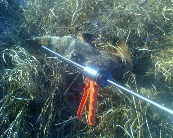 catcher pole tomahawk catch pole vs ketch all pole trapping only trapperman forums catcher pole tomahawk catch pole vs ketch all pole trapping only trapperman forums