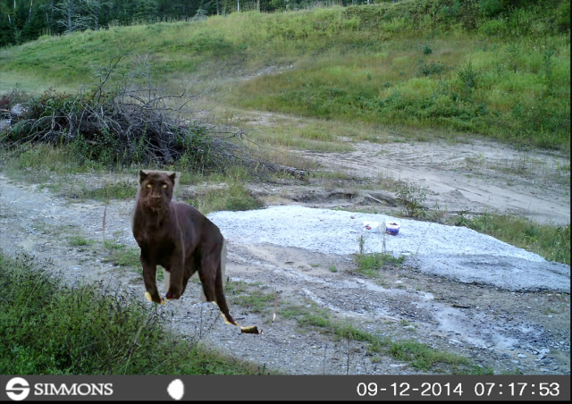Big Black Cats In Arkansas Big Black Cats In Arkansas