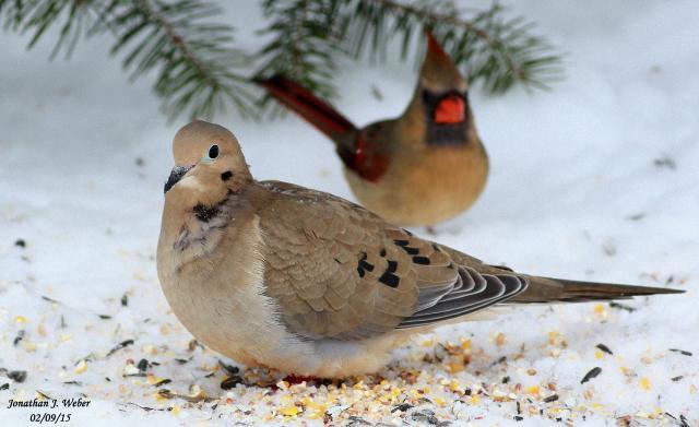 Winter Backyard Birding Trapper Talk Trappermancom Forums Winter Backyard Birding Trapper Talk Trappermancom Forums