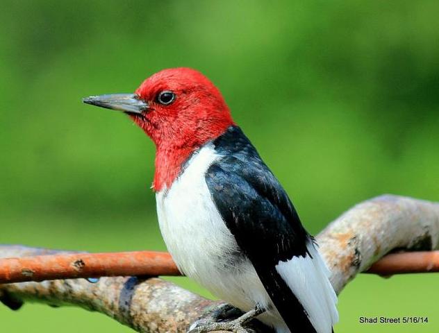 why are they called red bellied woodpeckers trapper why are they called red bellied woodpeckers trapper