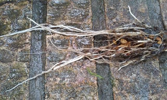 these were in a constant flow system (a constant flow keeps a constant