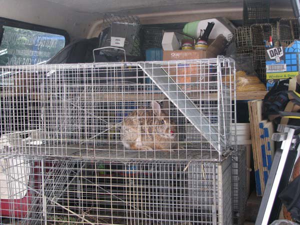 Rabbits caught in Timms - Predator Control strategy - TRAP.NZ Forums