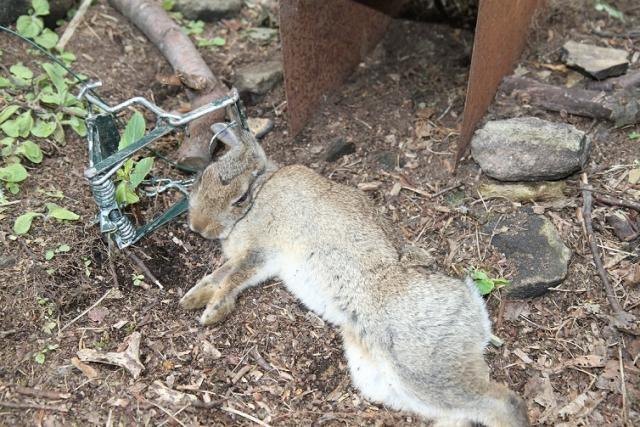 Rabbits caught in Timms - Predator Control strategy - TRAP.NZ Forums