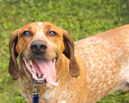 bluetick coonhound vs redbone coonhound redbone or redtick coonhound trapper talk trapperman com forums bluetick coonhound vs redbone coonhound redbone or redtick coonhound trapper talk trapperman com forums