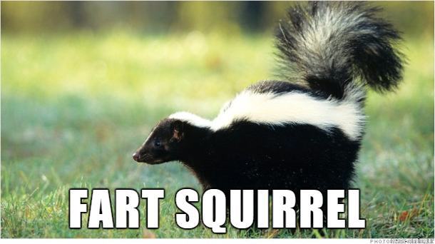 That S Not A Cat Skunk Video That S Not A Cat Skunk Video