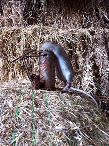 Chipmunk Traps Picture And