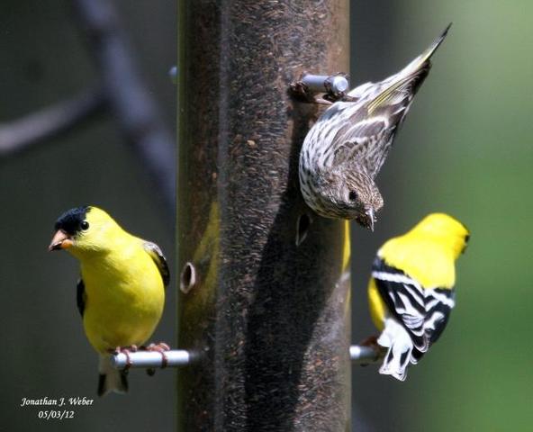 thistle seed bird feeders trapper talk trapperman com thistle seed bird feeders trapper talk trapperman com
