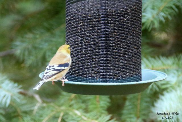 thistle seed bird feeders trapper talk trapperman com thistle seed bird feeders trapper talk trapperman com