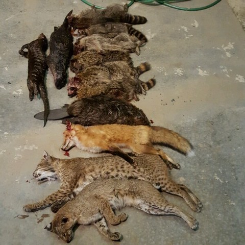 The Wildlife Lodge