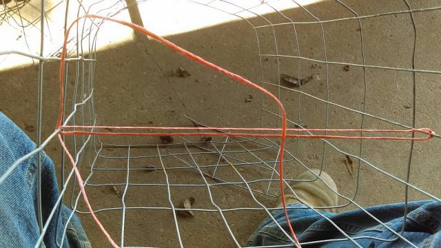 Flathead CATFISH Hoop Net !!! (How to Build a HOOP NET with Factory Netting:  Part 3) 