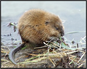 Voles - Trapperman Forums