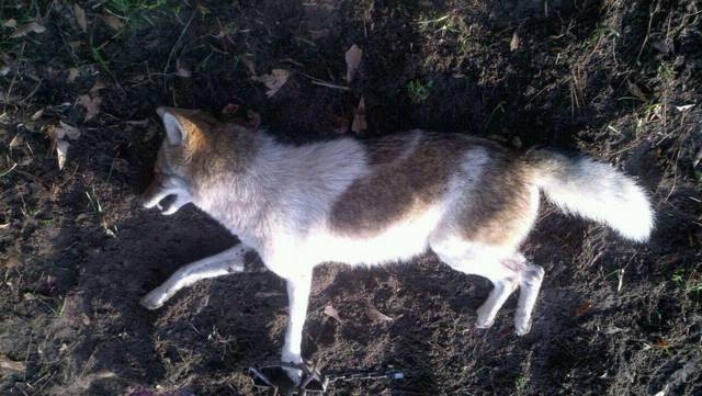 Gallery Piebald Coyote Gallery Piebald Coyote